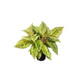 Betonish Aglaonema 'Chartreuse Pretty' (Çin Herdemyeşili)