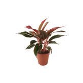 Betonish Aglaonema Crete