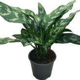 Betonish Aglaonema 'Maria'