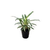 Betonish Aglaonema 'Zebra Feathers' (Çin Herdemyeşili)