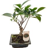 Betonish Bonsai - Ficus