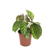 Betonish Calathea Medallion 'Flamestar' (Dua Çiçeği)