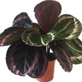 Betonish - Calathea Roseopicta 'Dottie' (Dua Çiçeği)