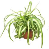 Betonish Chlorophytum Comosum 'Bonnie' (Kurdele Çiçeği)