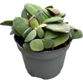 Betonish Gasteria Glomerata (Sukulent)