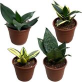 Betonish Sansevieria (4'lü Set)
