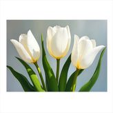 Beyaz Lale Çiçeği Hediyelik Mdf Tablo 25cmX 35cm