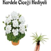 Beyaz Renk Sardunya Çiçeği Sevgililer Gününe Özel Kurdele Çiçeği Hediyeli
