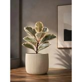 Beyaz Renkli Modern Çizgili Saksı, 12X15 Cm Ölçülerinde İç Mekan Dekorasyonu İçin İdeal