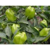 Biber Dik dolma Tohumu - Aksel 10 gr