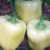 Biber Hatun Tohumu - Aksel 10 gr