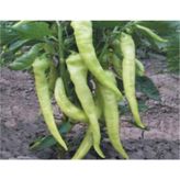 Biber Yalova Tohumu - Aksel 10 gr