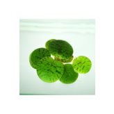 BIO AQUATIC Amazon Frogbit Akvaryum Üstü Bitkisi 4 Adet Canlı Bitki