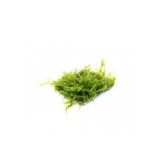 Bıo Aquatıc Java Moss 5X5 Cm Akvaryum Zemin Ve Dekor Süsleme Bitkisi.