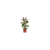 BİTKİ KARAVANI Kauçuk Çiçeği 2'li 100-120cm Ficus Elastica