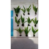 Bitki L119 Microsorum Pteropus Akvaryum Bitki