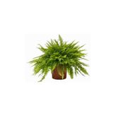 bitkidünyam Aşk Merdiveni (nephrolepis) Bitkisi