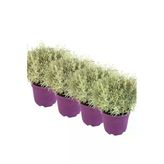 Bitkim Sende 4'lü Lavantin Set, 15-20 cm, Mor Saksı