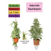 Bitkim Sende Alacalı Beyaz Benjamin Bitkisi, Hedera Helix Sarmaşığı, Kurdele Çiçeği, 3'lü Set