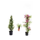 Bitkim Sende Arap Yasemini, Pembe Begonvil, Kurdele Çiçeği Hediyeli Set, 50-80 cm