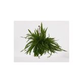 Bitkim Sende Aşk Merdiveni Askılı Nephrolepis 30-40 cm
