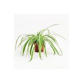 Bitkim Sende Büyük Boy Kurdele Çiçeği Chlorophytum Comosum Variegatum, İç Mekan Bitkileri