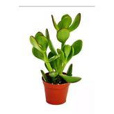 Bitkim Sende Crassula Ovata Mini Saksılı, Para Çiçeği, Yeşil