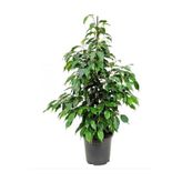 Bitkim Sende Ficus Benjamina Danielle Benjamin Bitkisi, 90 cm, Yeşil