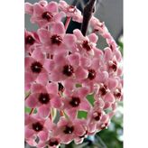 Bitkim Sende Hoya Mum Çiçeği Açık Pembe 15-20 cm Mini