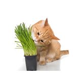 Bitkim Sende Kedi Çimi, Saksıda Canlı Otu, 15-20 cm
