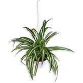 Bitkim Sende Kurdela Çiçeği - Chlorophytum - Askılı Saksı'da