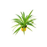 Bitkim Sende Kurdele Çiçeği Chlorophytum, İç Mekan Bitkisi, Sarı Saksı