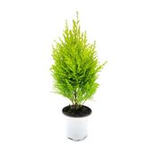 Bitkim Sende Limoni Servi, Saksılı, 30-50 cm, Yeşil