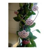 Bitkim Sende Mum Çiçeği – (HOYA CARNOSA) - Askılı Saksıda