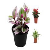 Bitkim Sende Videolu Pembe Telgraf-Milli Dikenler Tacı-Kurdele Çiçeği 3ADET Saksılı 10-20Cm Mini Salon Bitki Seti