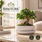 Bitkitürk Beton Bonsai Saksı ve Altlık Seti – Modern Tasarım, Doğal Beton Dokusu, 20 cm