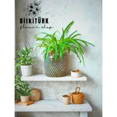 Bitkitürk Beton Saksıda Kurdele Çiçeği