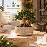 Bitkitürk Desenli Beton Bonsai Saksı ve Altlık Seti – Modern Dekoratif Tasarım, 20 cm