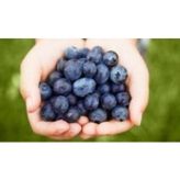Blueberry Yaban Mersini Tohumu