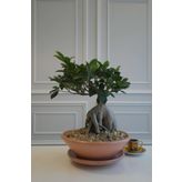 Bonsai Ağacı Terracotta Saksılı