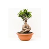 Bonsai Benjamin- Ficus Ginseng Bonsai