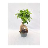 Bonsai Ficus 30 -35 Cm