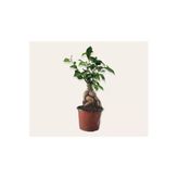 Bonsai ( Ficus Ging Seng) 30 cm