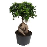 Bonsai Ficus Ginseng 20CM