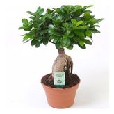 Bonsai Ficus 'Ginseng' M