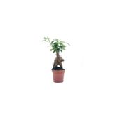 Bonsai Ficus Ginseng Mini 10-15CM