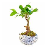 Bonsai Ficus Taş Saksıda