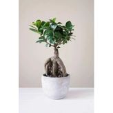 Bonsai Ginseng Ithal 62526