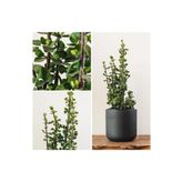Bonsai Para Ağacı Dekoratif Saksıda Hediyelik