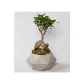 Bonzai Ficus
